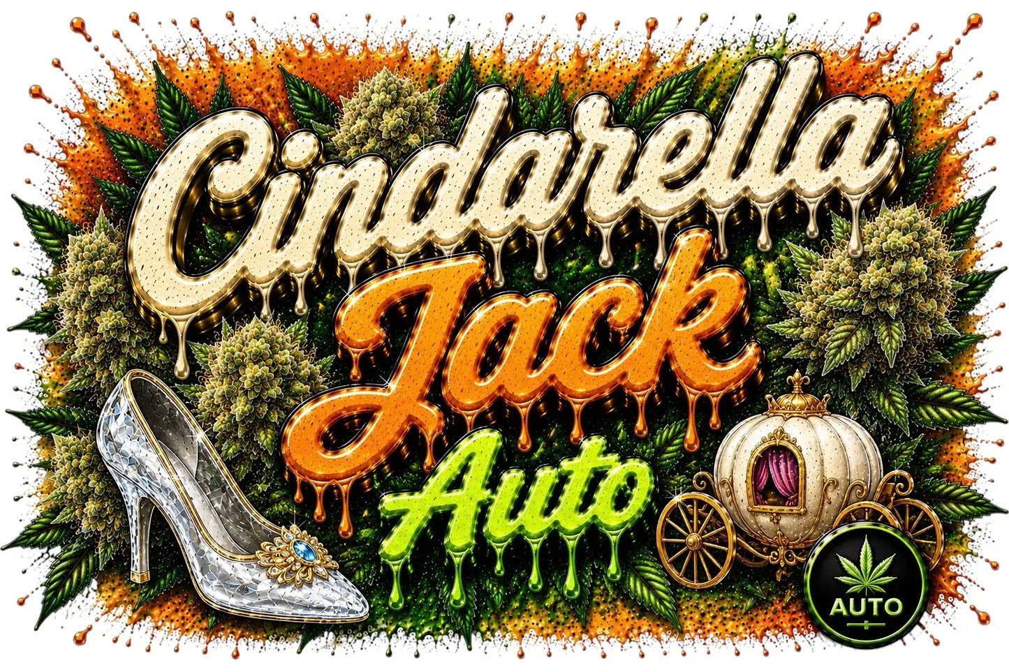 Cindarella Jack - Autoflower