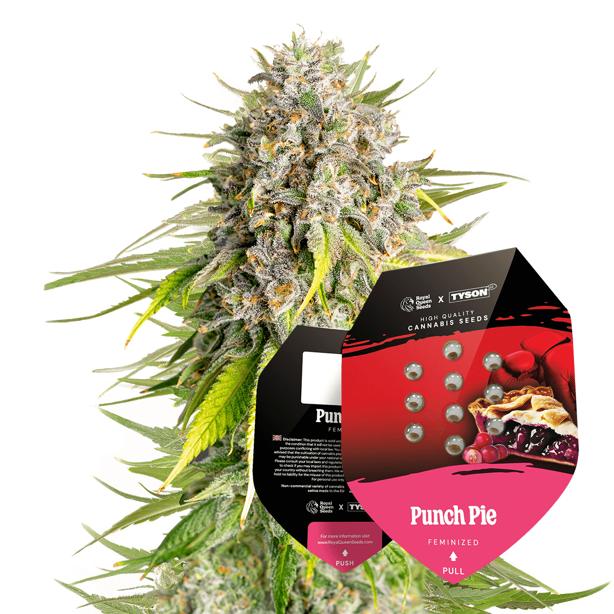 Punch Pie - Tyson 2.0 x RQS | Royal Queen Seeds