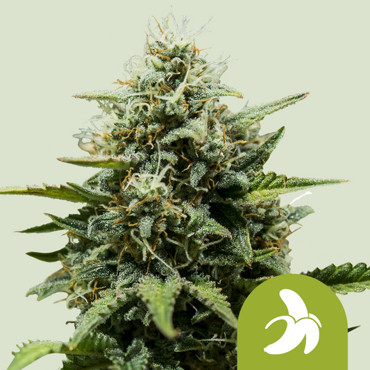 Fat Banana Auto - Royal Queen Seeds