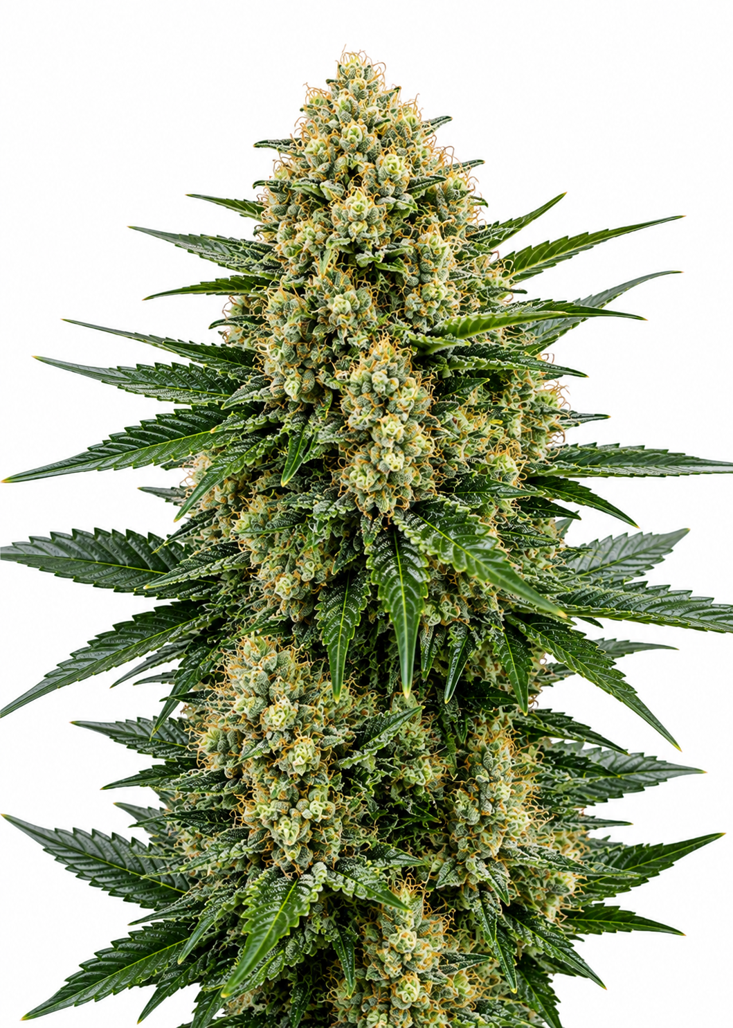 Big Bud - Feminisiert