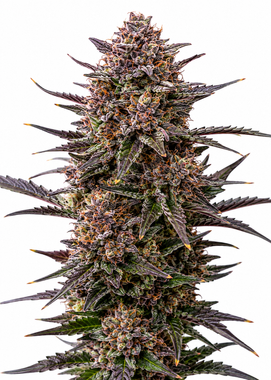 Black Cherry Gelato - Feminisiert