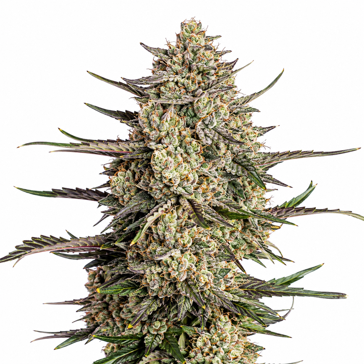 Cindarella Jack - Autoflower