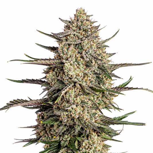 Cindarella Jack - Autoflower