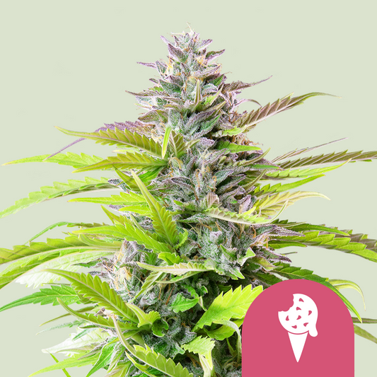 Cookies Gelato - Royal Queen Seeds | Feminisiert