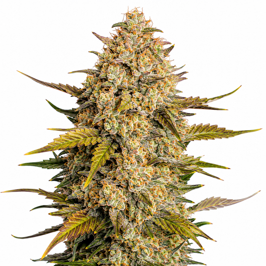 Creme Mandarin - Autoflower