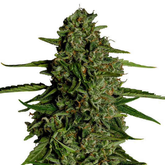 Medusa F1 - Royal Queen Seeds | F1 Hybrid Auto