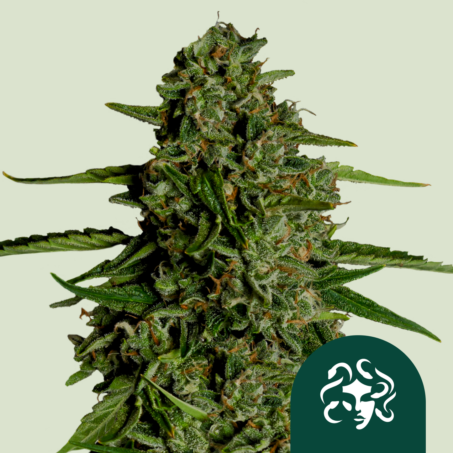 Medusa F1 - Royal Queen Seeds | F1 Hybrid Auto