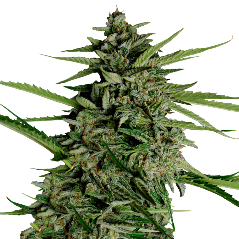 Orion F1 - Royal Queen Seeds | F1 Hybrid Auto