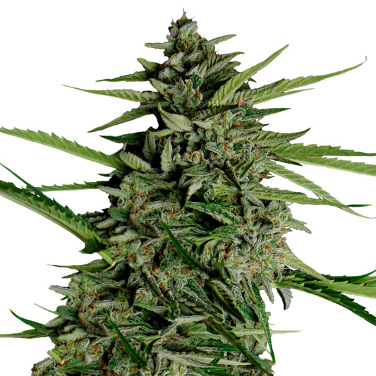 Orion F1 - Royal Queen Seeds | F1 Hybrid Auto