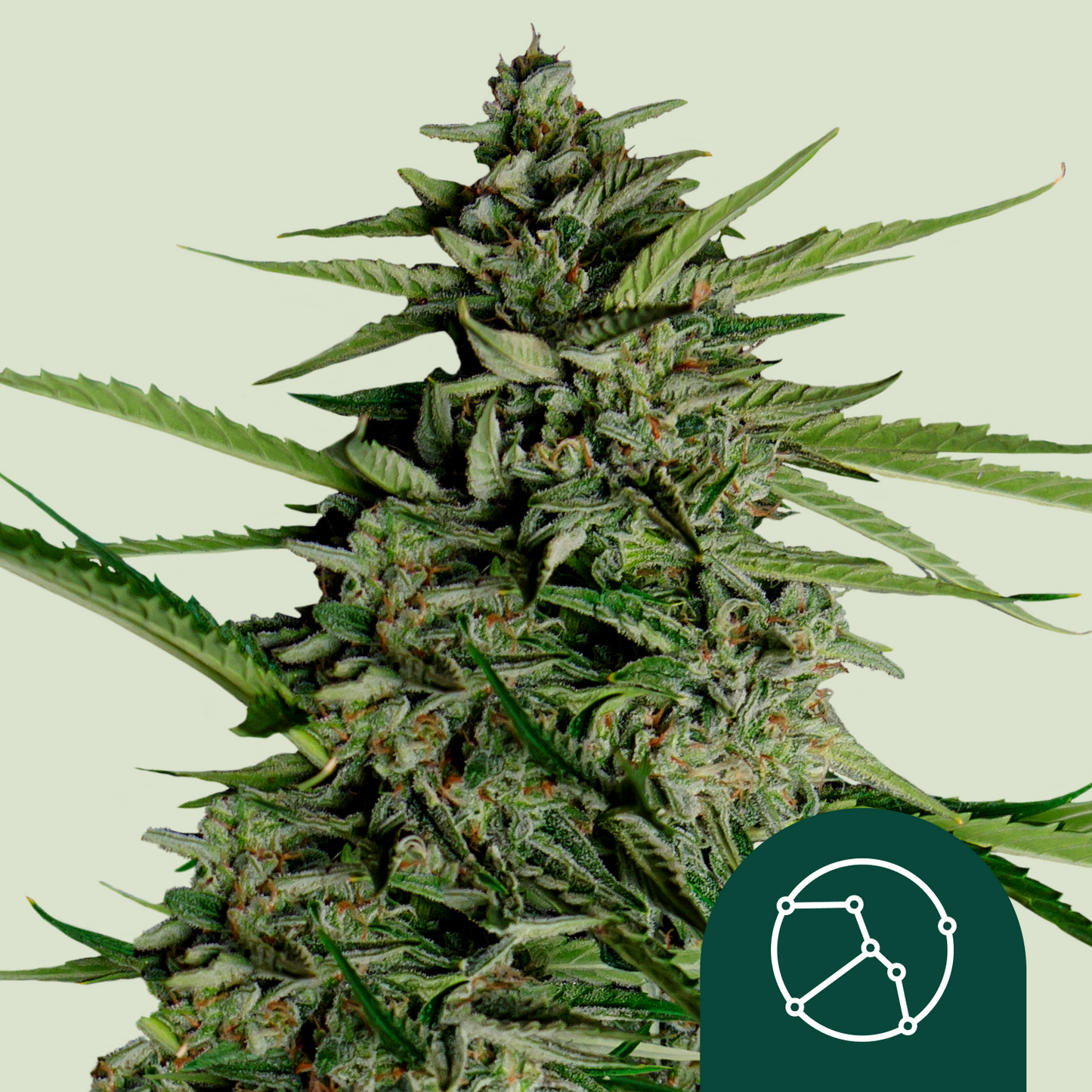 Orion F1 - Royal Queen Seeds | F1 Hybrid Auto