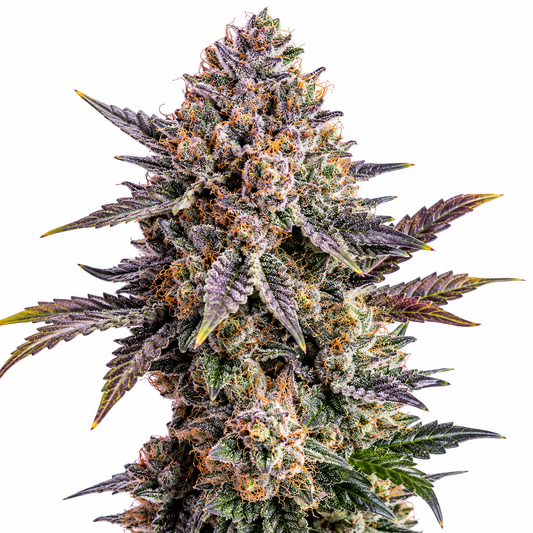 Frosted Skittlez Auto