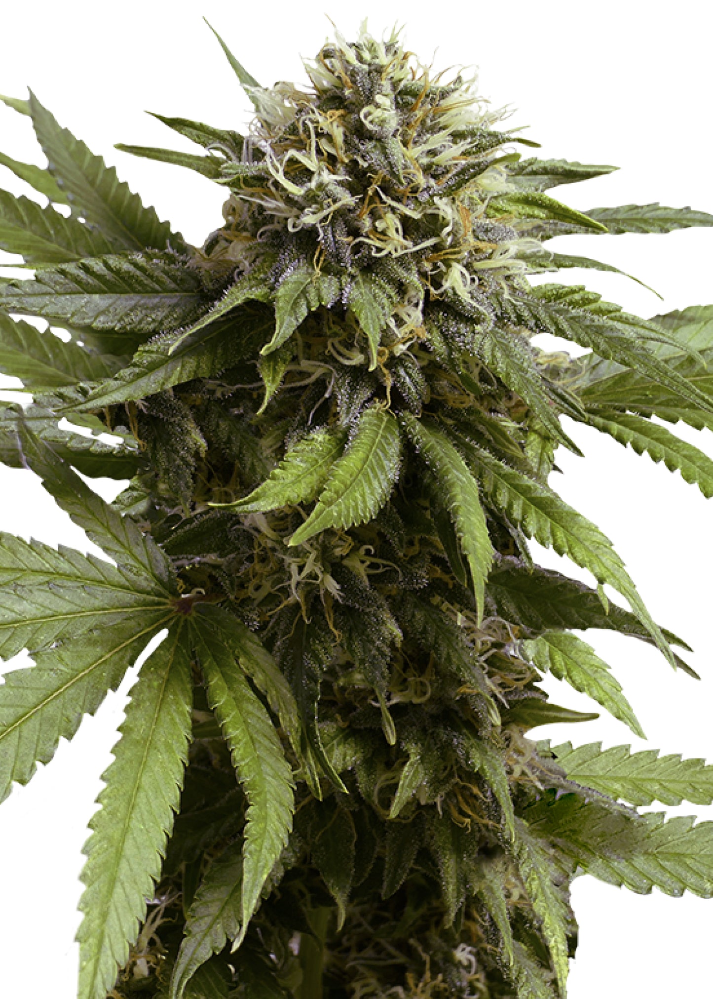 Apple Fritter Auto - Royal Queen Seeds