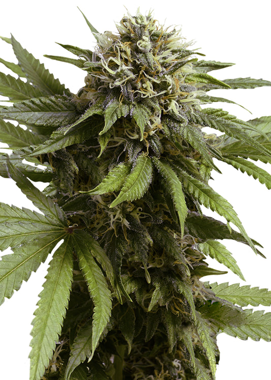 Apple Fritter Auto - Royal Queen Seeds