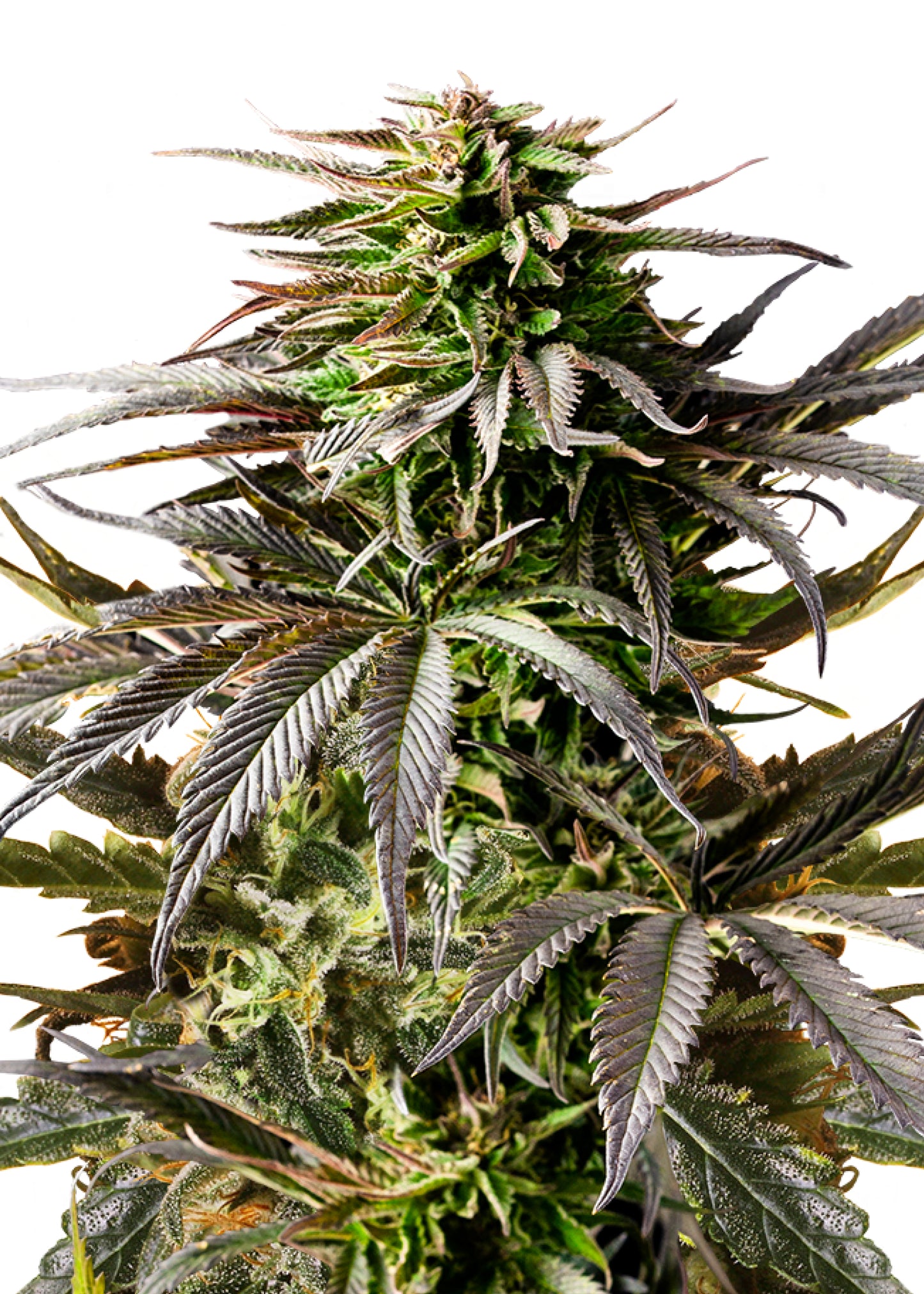 Cherry Pie Auto - Royal Queen Seeds