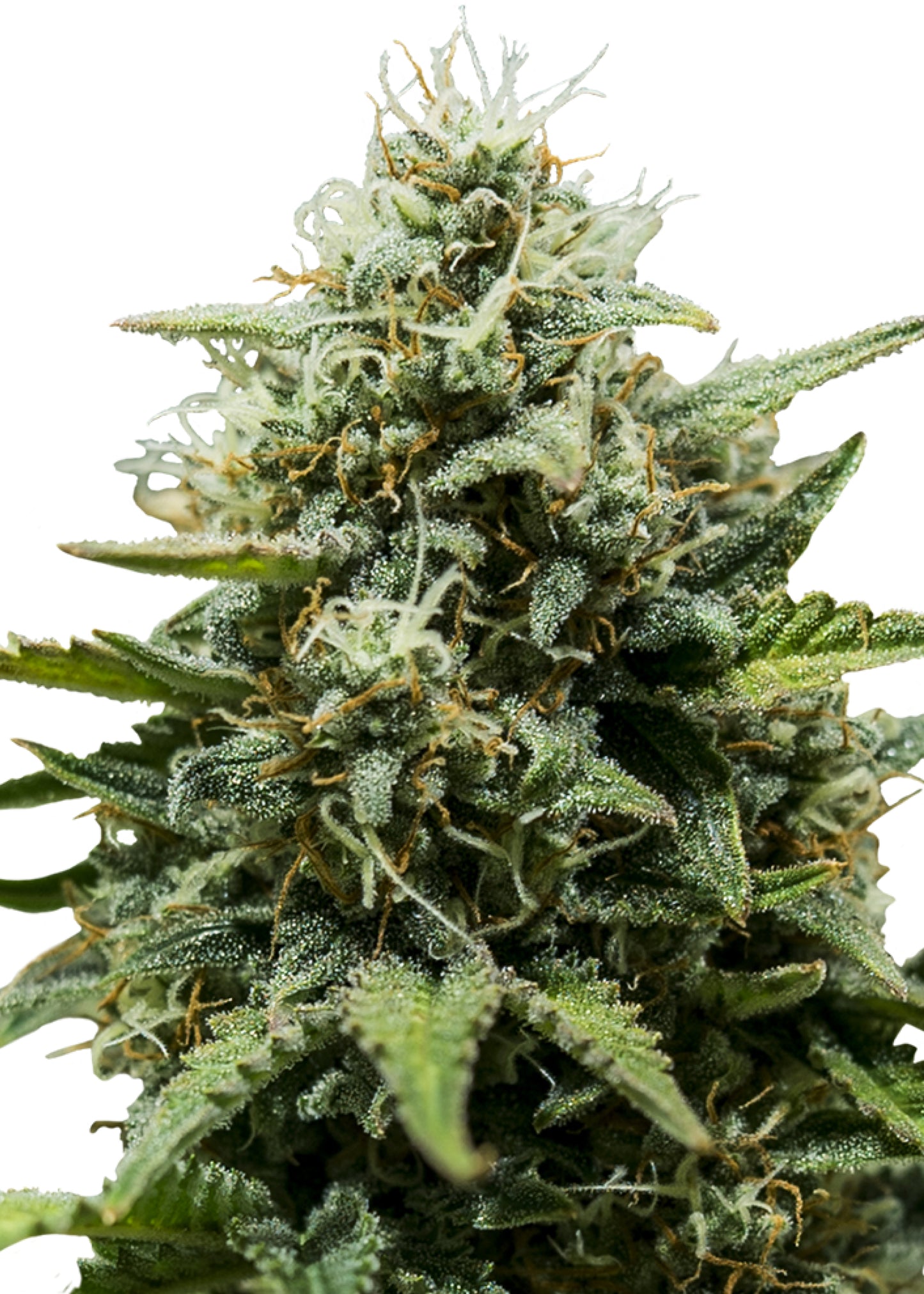 Fat Banana Auto - Royal Queen Seeds