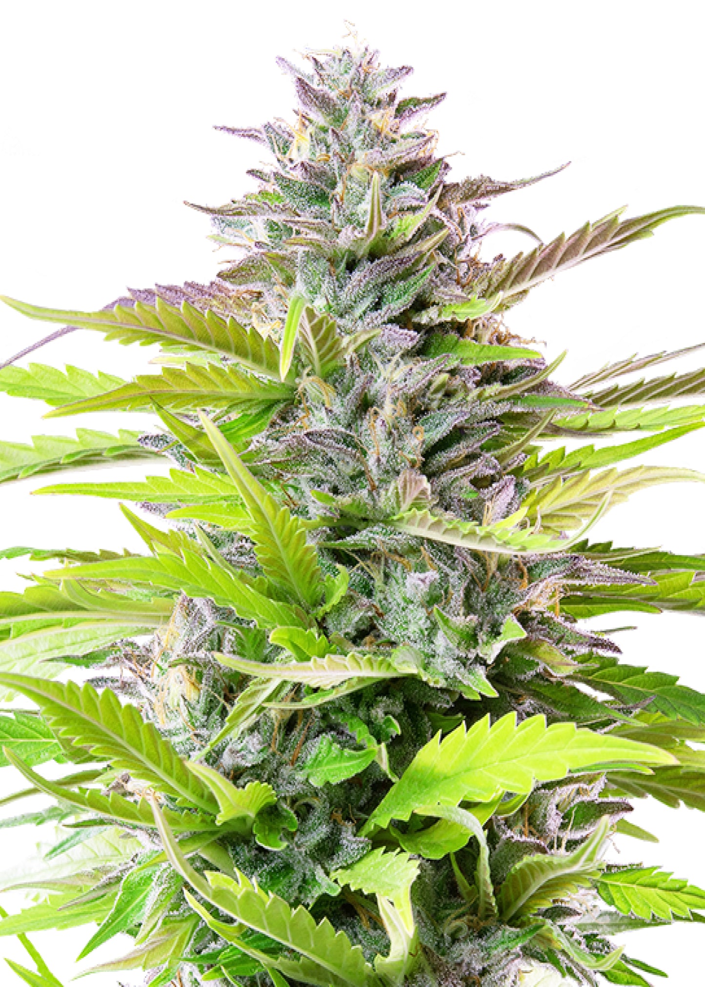 Cookies Gelato - Royal Queen Seeds | Feminisiert