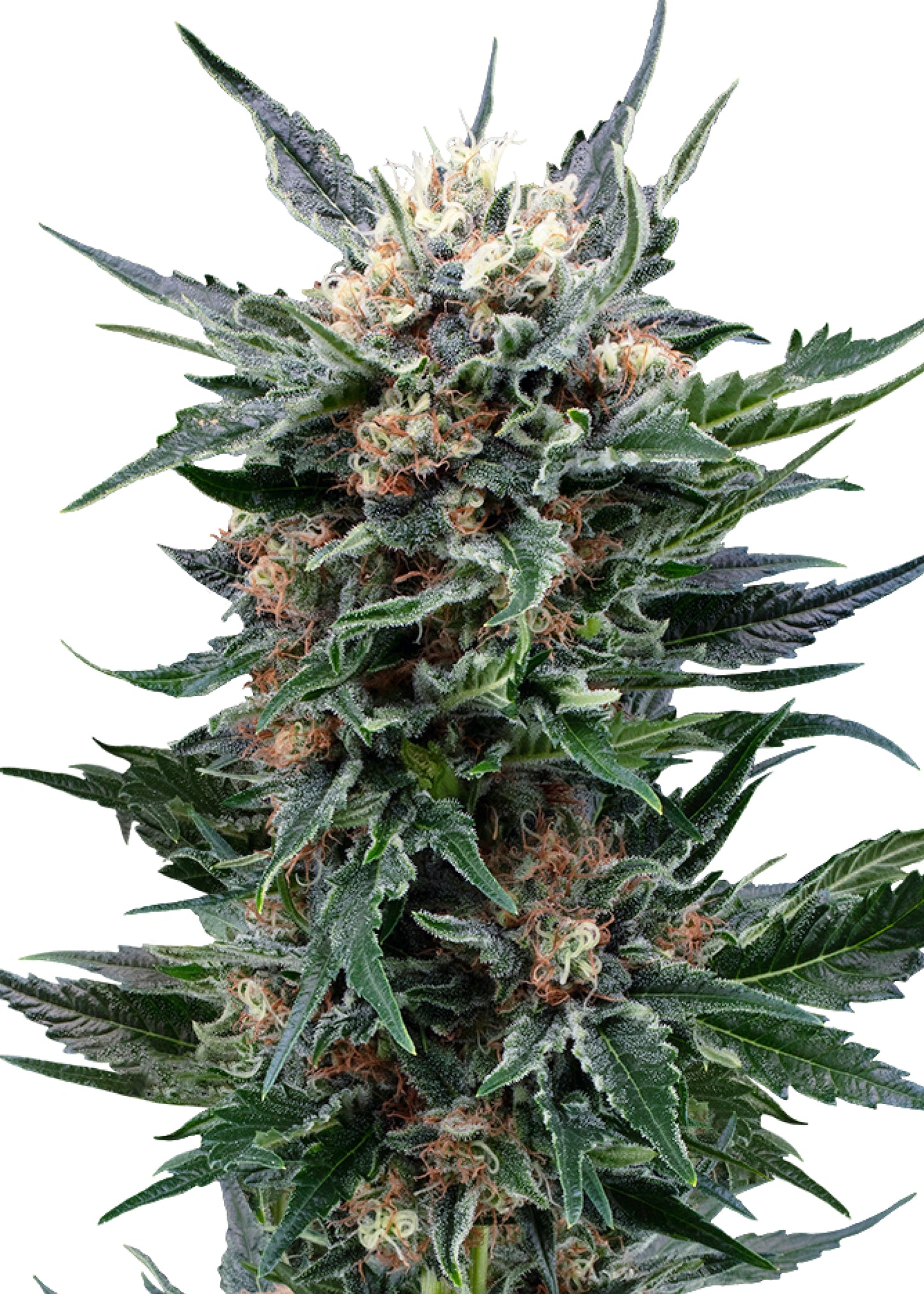 Royal Gorilla - Royal Queen Seeds | Feminisiert