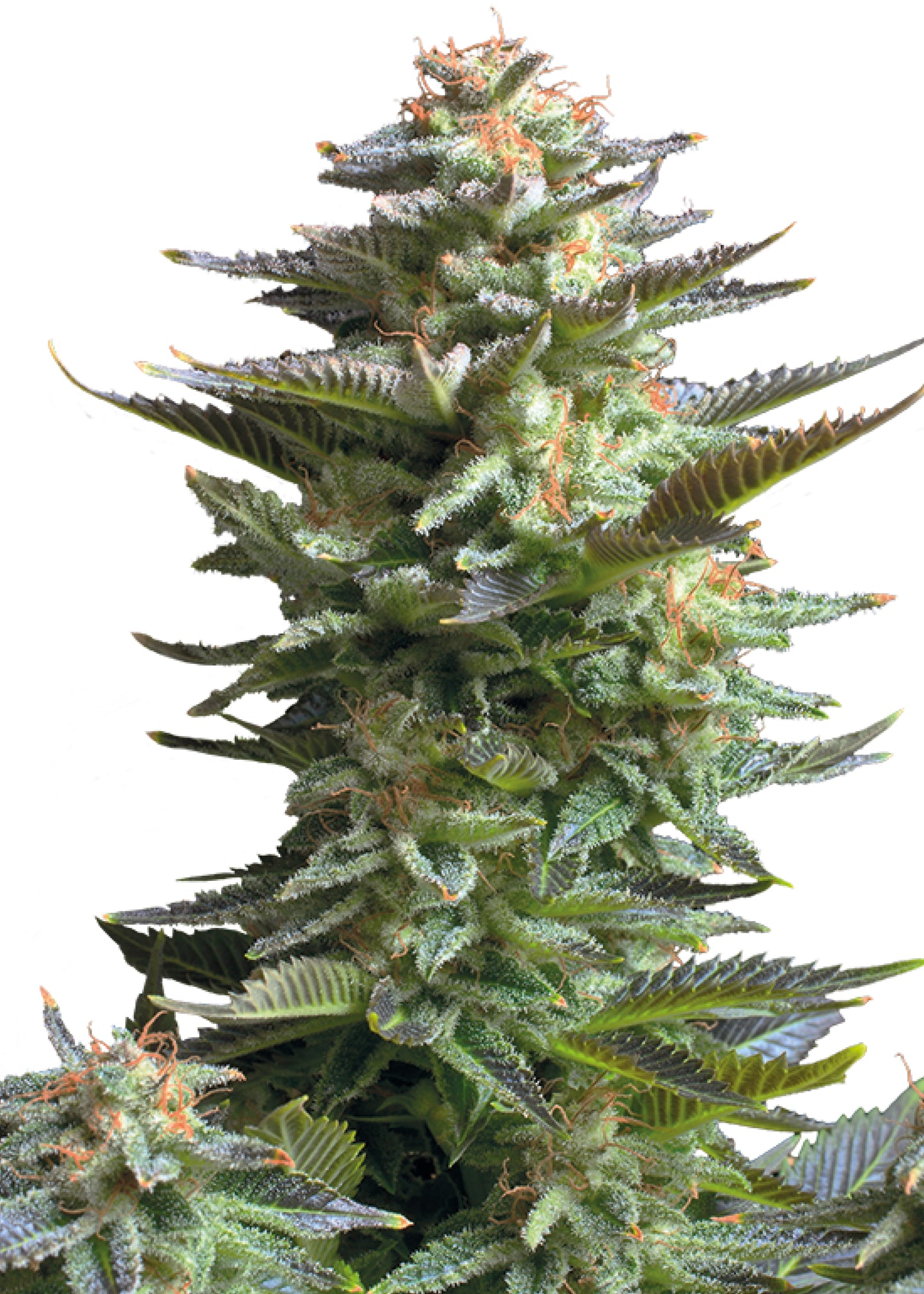 Amnesia Haze - Royal Queen Seeds | Feminisiert