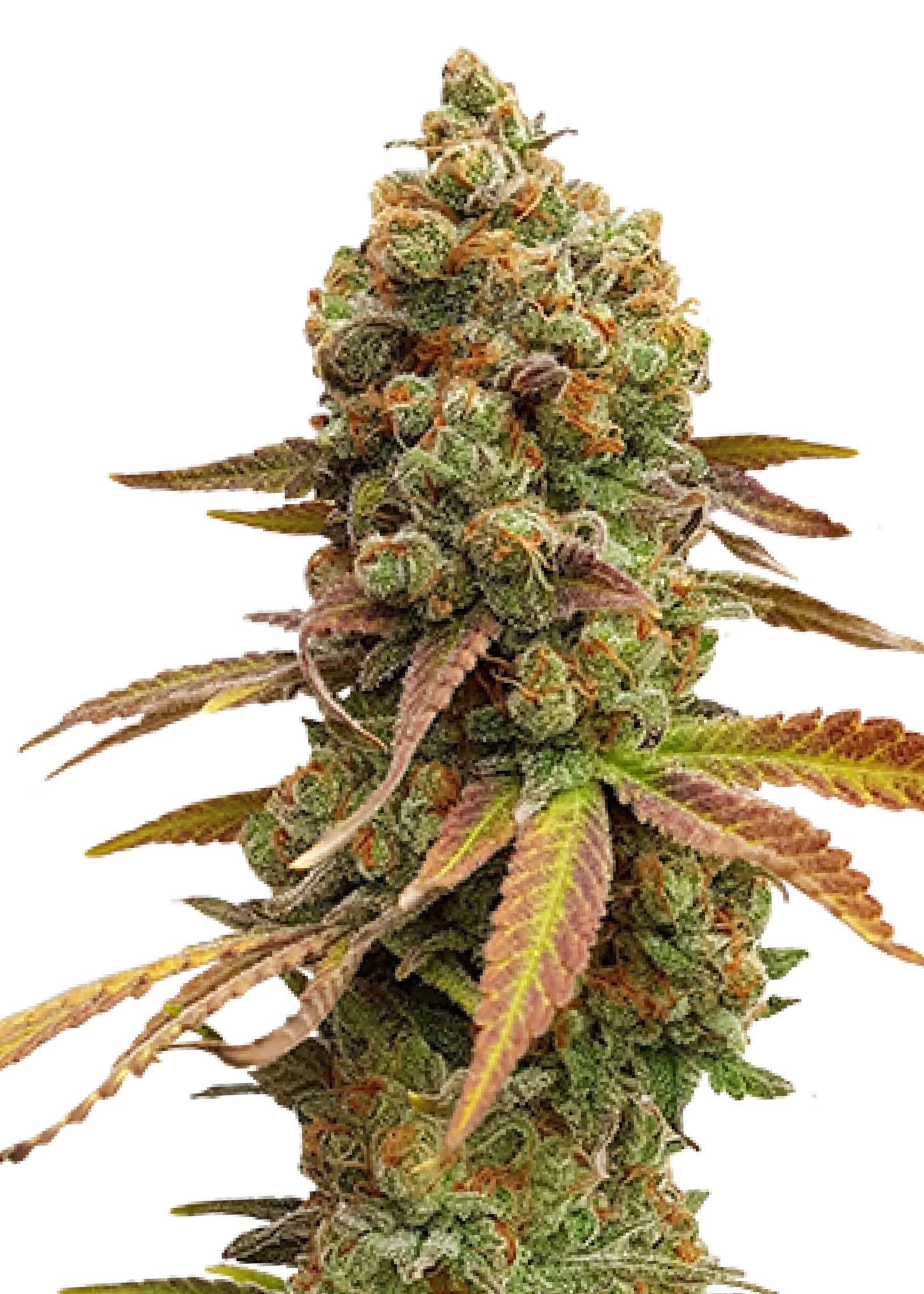 Special Queen 1 - Royal Queen Seeds | Feminisiert