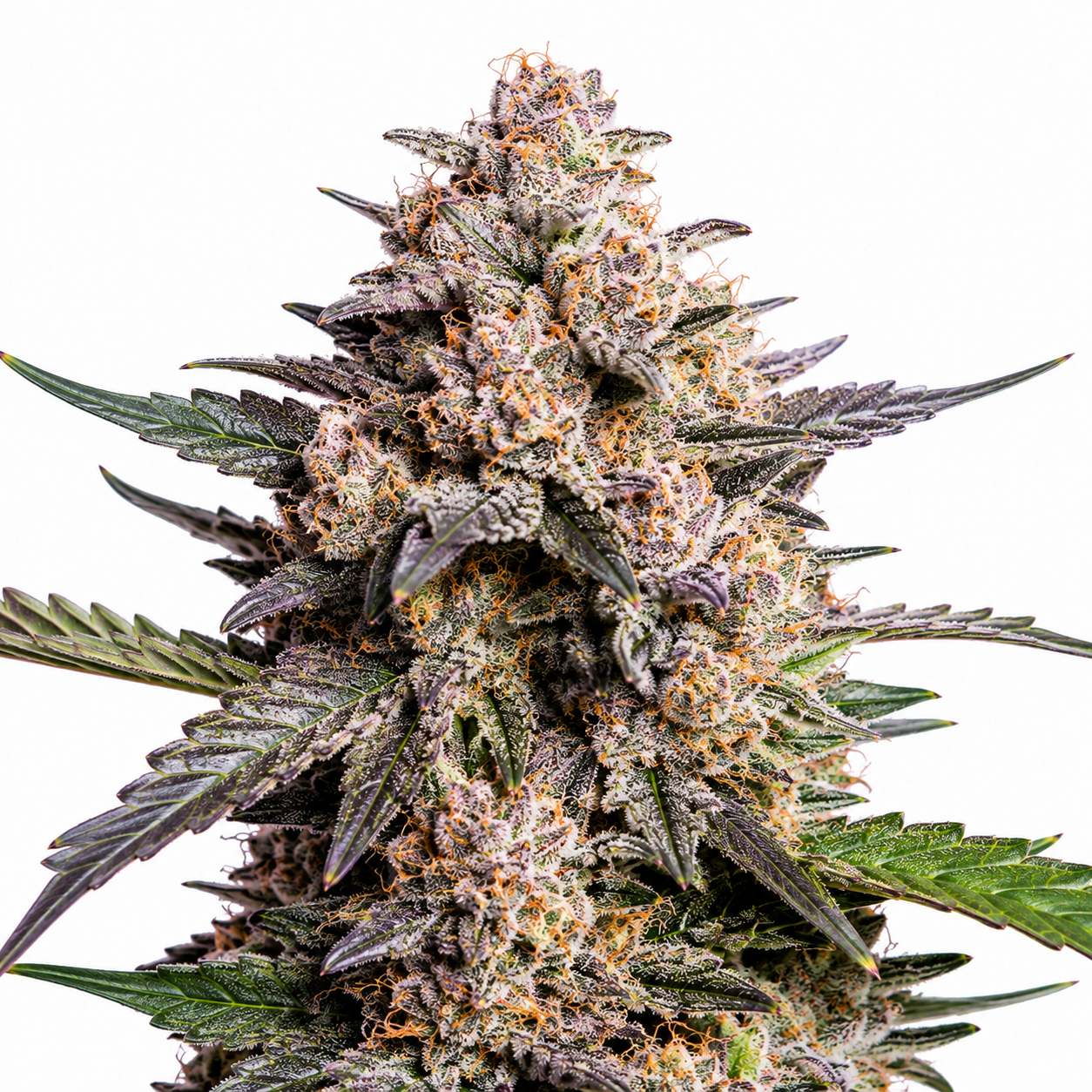 Gelato #33 - Feminsiert