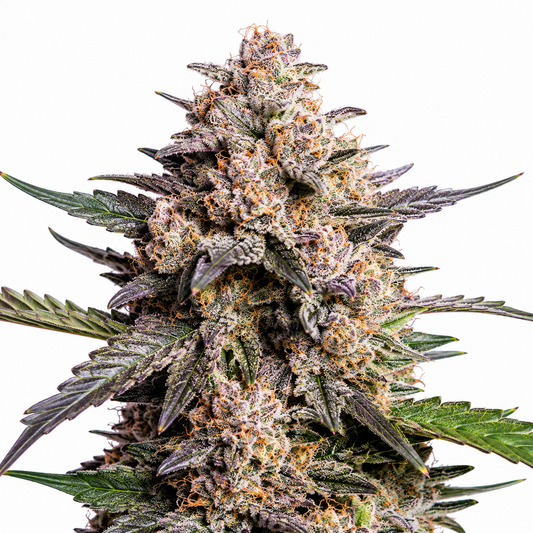 Gelato #33 - Feminsiert