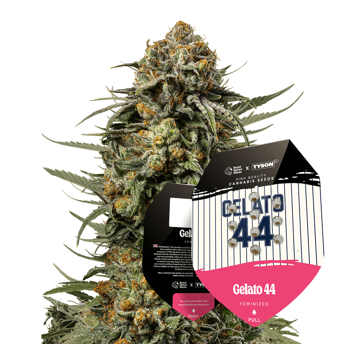 Gelato44 - Tyson 2.0 x RQS | Royal Queen Seeds