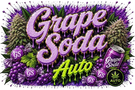 Grape Soda - Autoflower