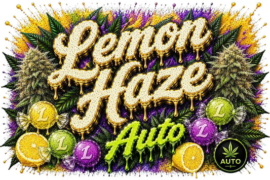 Lemon Haze - Autoflower
