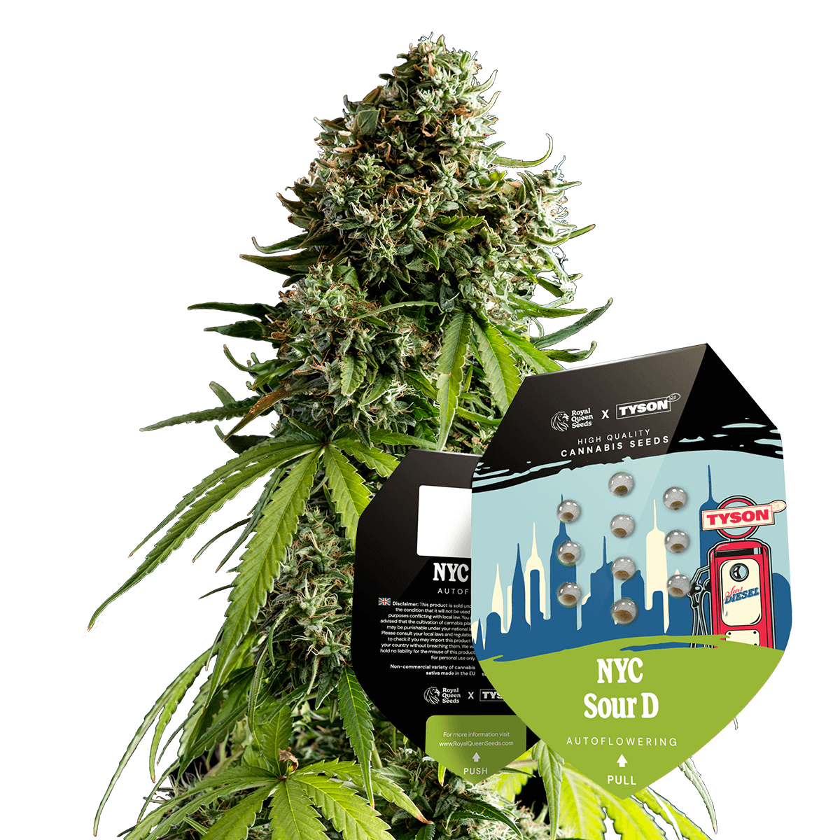 NYC Sour D Auto - Tyson 2.0 x RQS | Royal Queen Seeds