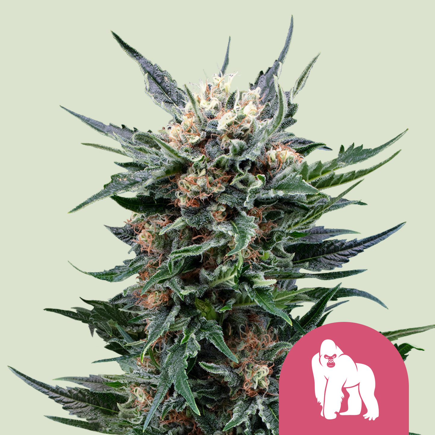 Royal Gorilla - Royal Queen Seeds | Feminisiert