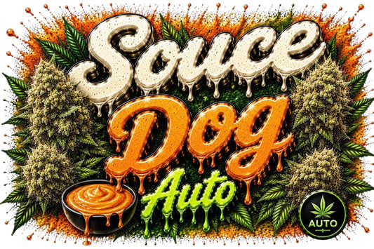 Souce Dog - Autoflower