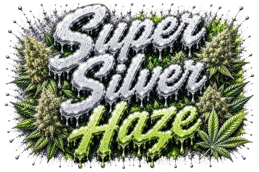 Super Silver Haze - Feminisiert