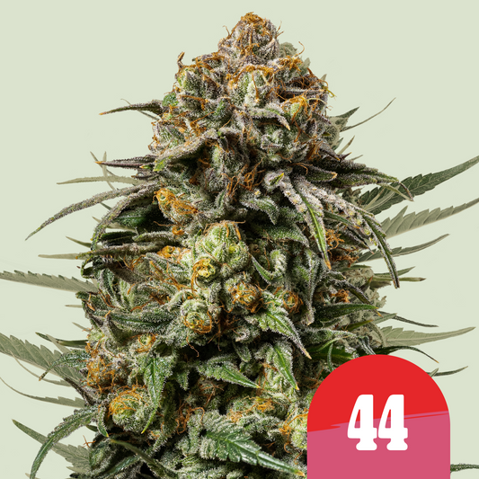 Gelato44 - Tyson 2.0 x RQS | Royal Queen Seeds