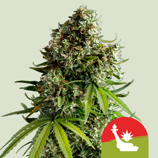 NYC Sour D Auto - Tyson 2.0 x RQS | Royal Queen Seeds