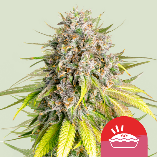 Punch Pie - Tyson 2.0 x RQS | Royal Queen Seeds