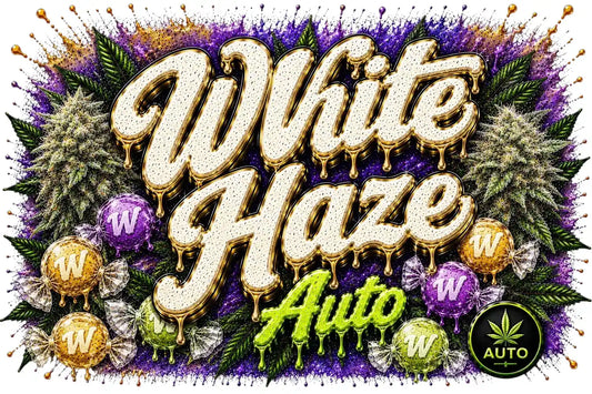 White Haze - Autoflower