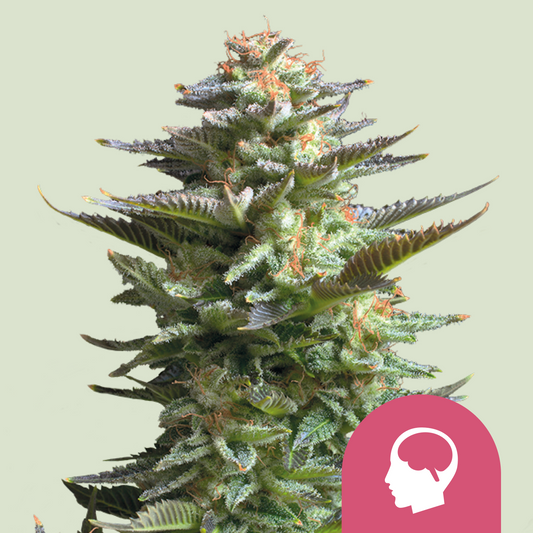 Amnesia Haze - Royal Queen Seeds | Feminisiert
