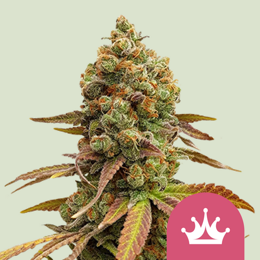 Special Queen 1 - Royal Queen Seeds | Feminisiert
